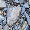Plants: image 56 Of 208 Thumb